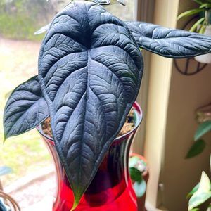 Meet your Posher, Hong